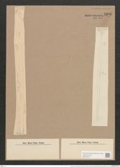 Synedra ulna var. longissima (W. Sm.) Brun. (de-Toni-Nr.: Genus 66, Species 2584) Zeichnungen Sammlung Grunow Nr. 5209 (NHMW-BOT-W0373575)
